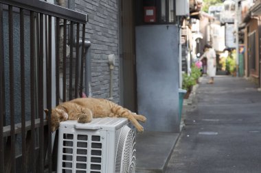 Klimada uyuyan sevimli kedinin portresini kapat.
