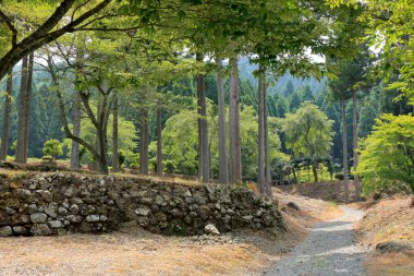 Yeşil ormanda yol