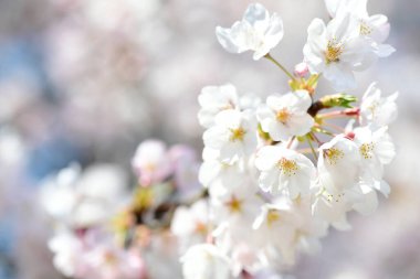 İlkbaharda açan kiraz ağacı 