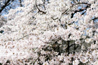 İlkbaharda açan kiraz ağacı 