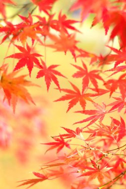 Yapraklı renkli sonbahar konsepti arkaplan görünümü 