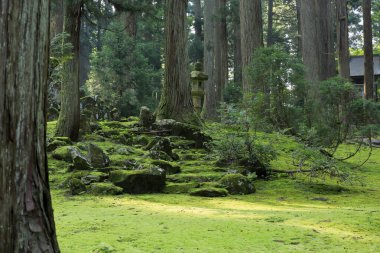 Güzel yeşil bir bahçe manzarası