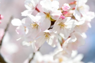 İlkbaharda açan kiraz ağacı 