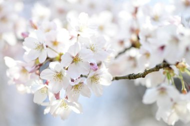 İlkbaharda açan kiraz ağacı 