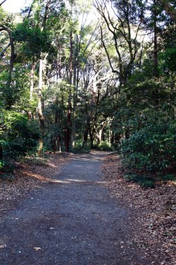 Bir sonbahar parkının dikey çekimi 