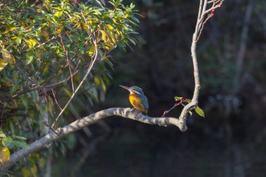 Kingfisher kuşu vahşi yaşamda ağaç dalına tünedi.        