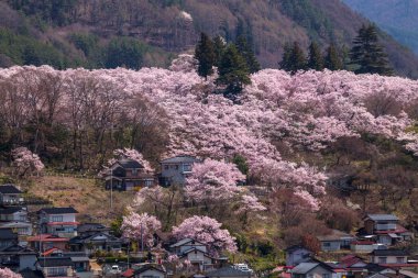 İlkbaharda kiraz çiçeği 