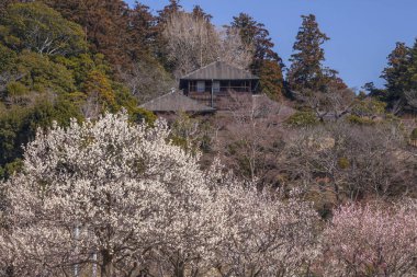 Bahçedeki güzel çiçekler