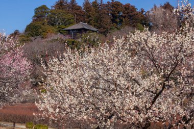 Japonya 'daki güzel kiraz çiçekleri