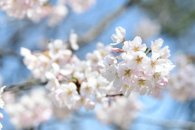 Bahçede güzel çiçekler, baharda kiraz çiçekleri 
