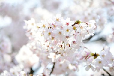 İlkbaharda açan kiraz ağacı 