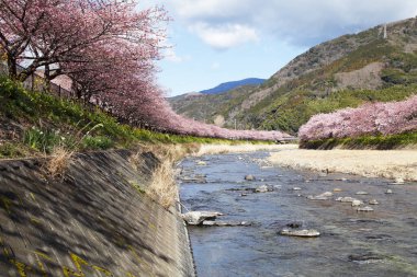 Kiraz çiçekleri Japonya 'da baharın sembolüdür..