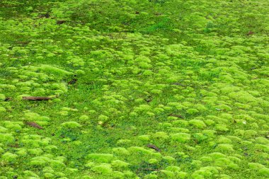 Yosun kaplı yeşil yosunlar