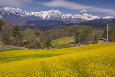 Dağları ve sarı çiçekleri olan güzel bir manzara. 