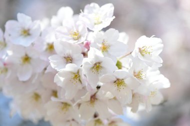 İlkbaharda açan kiraz ağacı 