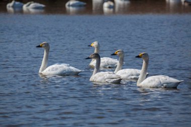 Mavi suda yüzen şaşırtıcı beyaz kuğular..