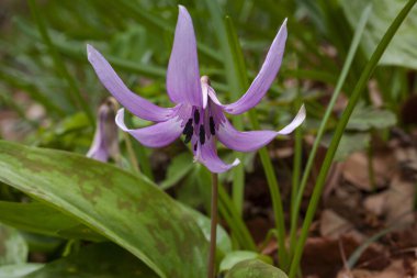 Bahçedeki mavi bahar çiçeği