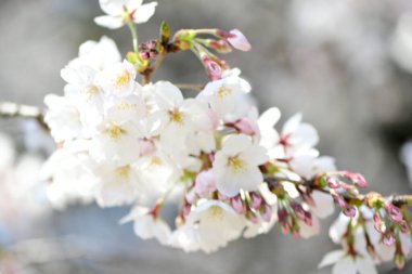 Bahçede bahar çiçekleri