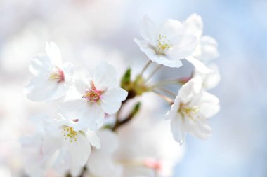 İlkbaharda açan kiraz ağacı 