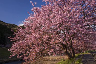Sakura 'da pembe kiraz çiçekleri
