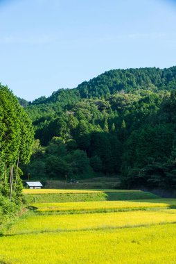 Yeşil pirinç tarlalarıyla güzel bir manzara. 
