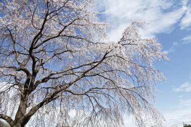 Japon sakura çiçeği pozu, bahar resmi.