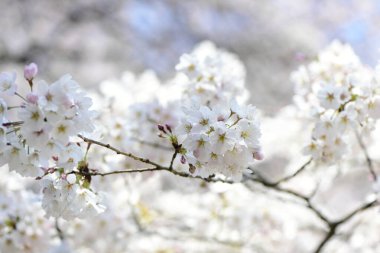 güzel açan kiraz çiçekleri, ilkbahar kiraz çiçekleri  