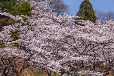 güzel kiraz ağaçları arka plan görünümü 