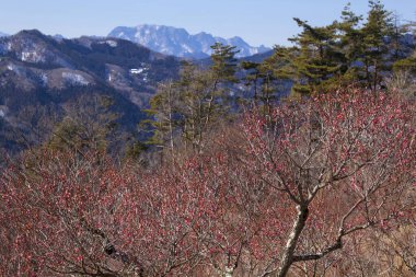 Japonya 'da güzel kiraz çiçekleri ve Fuji Dağı