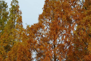 Sonbaharda Japon ağaçları