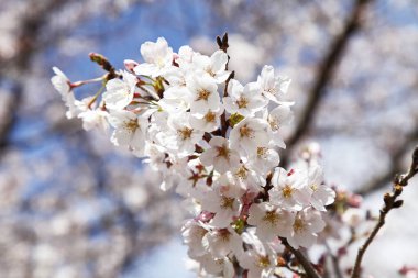 Japon sakura çiçeği pozu, bahar resmi.
