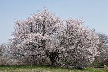 Bahçede güzel bahar çiçekleri