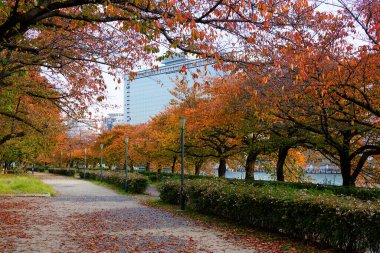 Sonbaharda Japon ağaçları