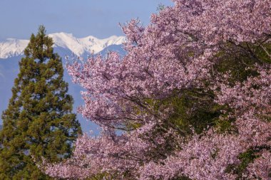 İlkbaharda kiraz çiçeği 