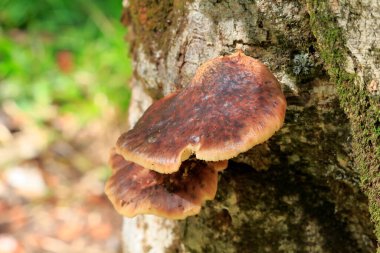 Doğadaki mantarların manzarasını kapat