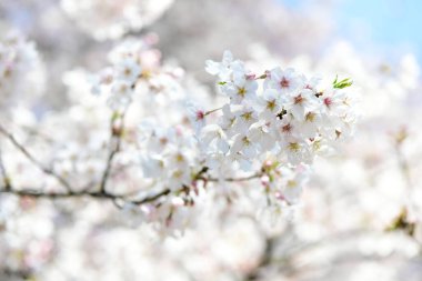 Baharda kiraz çiçekleri, bahçede güzel çiçekler.     