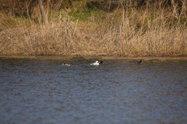 Nehir manzarasında yüzen vahşi ördekler 