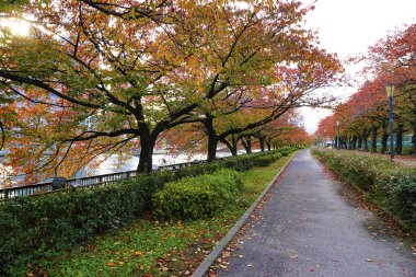 Sonbaharda Japon ağaçları