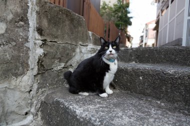 Mavi yakalı evcil kedi taş basamaklarda oturuyor 