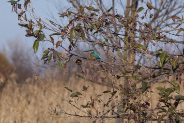 Kingfisher kuşu vahşi yaşamda ağaç dalına tünedi.        