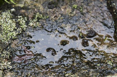 Eski bir su birikintisinde küçük bir kurbağa.