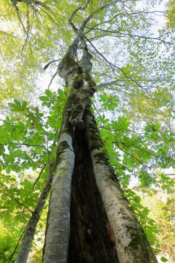Ağaç kabuğu doğada güzel manzara, orman arka planı konsepti 