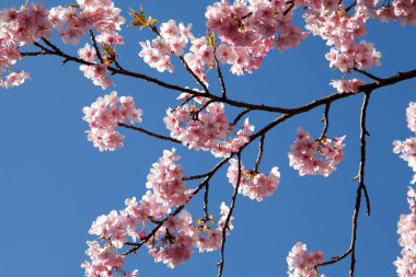 Kiraz çiçekleri Japonya 'da baharın sembolüdür..