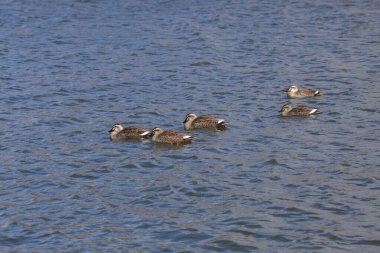 Ördekler suda yüzer..