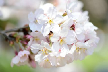 Baharda kiraz çiçekleri, bahçede güzel çiçekler.     