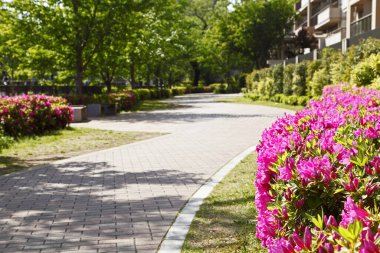 Şehir parkında güzel çiçekler ve patika