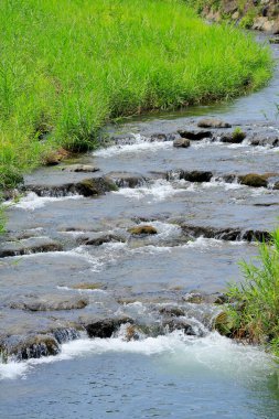 Sahillerde yemyeşil çimenler olan küçük bir dere.