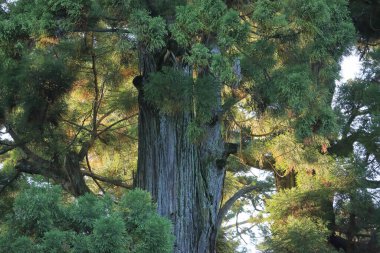 Eski çam ağacının yakın plan görüntüsü