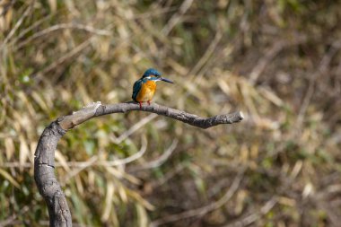 Avrupa 'nın kral balıkçısı ağaç dalına tünedi
