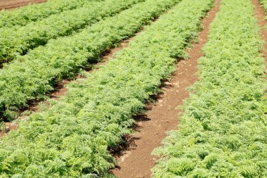 yeşil bitkiler tarlada